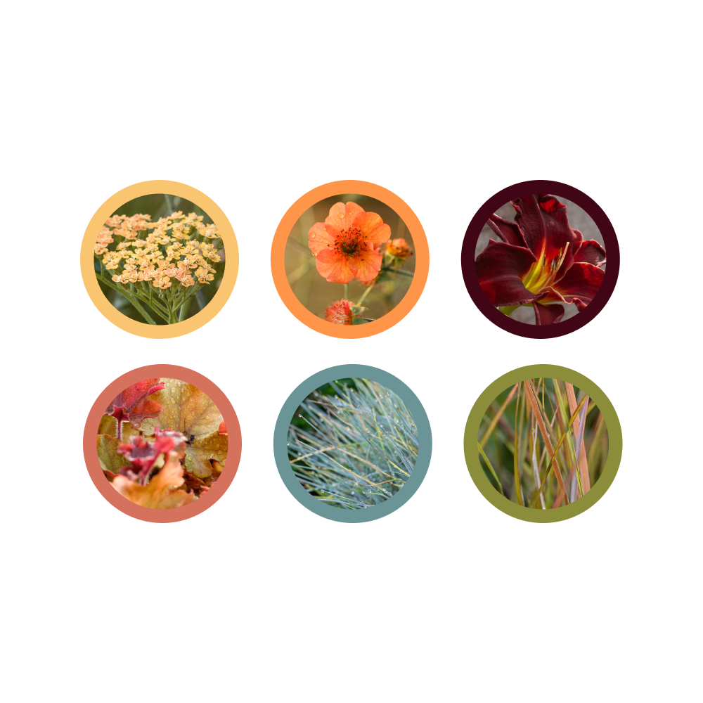 Six circular images of various plants arranged in two rows. Top row: yellow flowers, orange flowers, and a dark red flower. Bottom row: autumn leaves, green grass, and tall grasses. Each circle has a colored border.