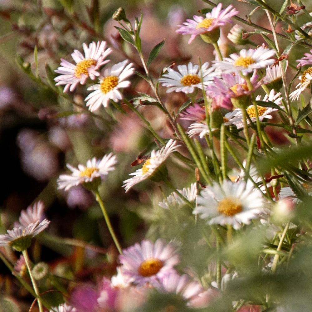 Pink and white daisies with yellow centers are clustered together amidst green foliage. The flowers are in various stages of bloom, and the scene is bathed in natural sunlight, creating a warm and vibrant atmosphere.