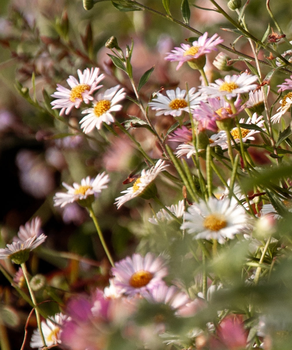 Pink and white daisies with yellow centers are clustered together amidst green foliage. The flowers are in various stages of bloom, and the scene is bathed in natural sunlight, creating a warm and vibrant atmosphere.