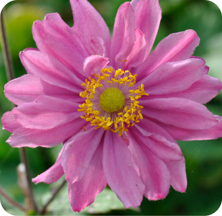 A close-up of a pink flower with layered petals surrounding a central green disk. The disk is circled by small yellow stamens. The background is blurred with green foliage. The image has rounded corners.