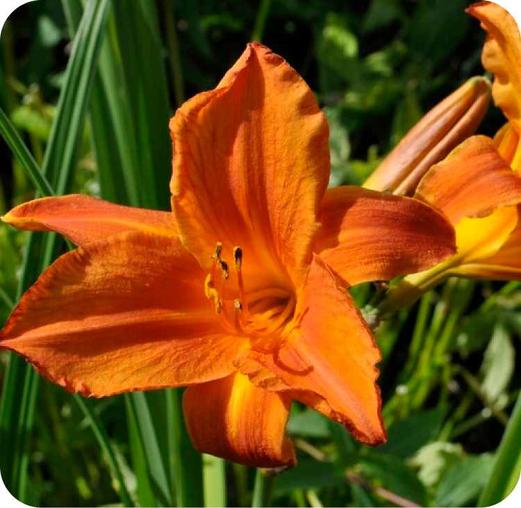 Orange daylily in full bloom with six petals and visible stamens, surrounded by green leaves and additional buds in the background.