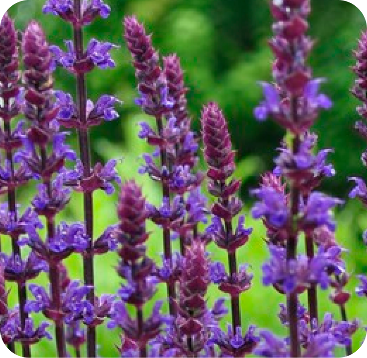 Purple lavender flowers stand tall against a blurred green background. The flowers are in focus, showcasing their delicate petals and buds.