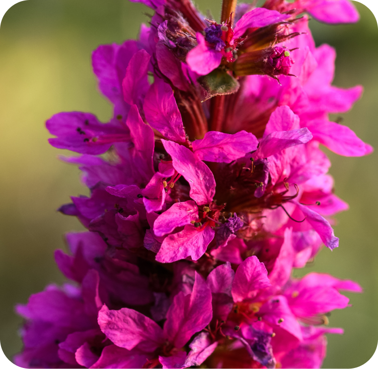 Close-up of a vibrant pink flower with multiple delicate petals, densely clustered along a vertical stem. The background is a soft blur of green, emphasizing the flowers bright color.