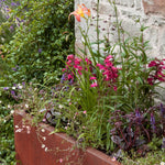 The Kind Planter Collection by We Say Grow features a rust-colored metal border housing hardy perennials, including an orange lily and vivid pink and purple flowers, set against lush green foliage, beautifully framed by a stone wall.