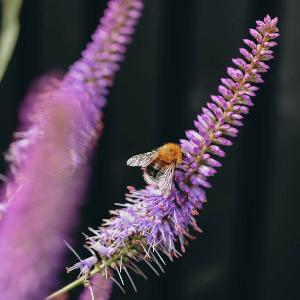 In a lively wildlife garden, a fuzzy orange bumblebee with translucent wings perches on a tall purple flower spike, collecting pollen. The dark background highlights the vibrant colors of the Kind Planter Collection by We Say Grow and the diligent bee.